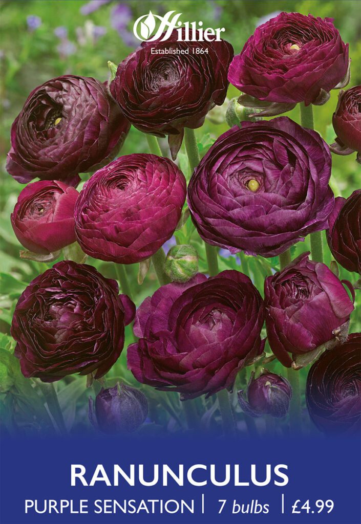 Ranunculus Purple Sensation Bulbs 8718641998960 2